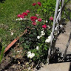 Meet your Posher, Olga